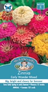 ZINNIA EARLY WONDER MIXED SEED PACKET
