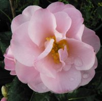 CAMELLIA NICKY CRISP