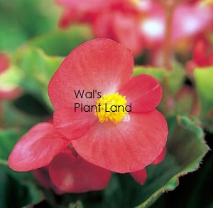 BEGONIA MONZA GREEN RED