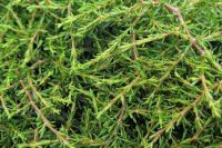 COPROSMA HAWERA