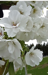 PRUNUS SHIROTAE 1.5M STD