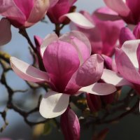 Magnolias