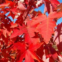 ACER X FREEMANII VAR. JEFFERSRED
