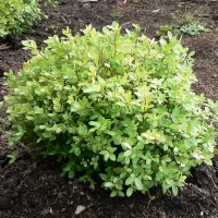 PITTOSPORUM TEN GREEN BALL