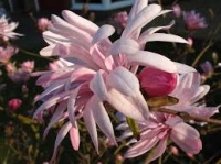 MAGNOLIA STELLATA JANE PLATT