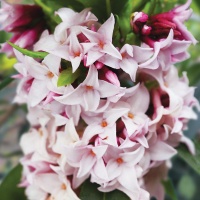 DAPHNE PERFUME PRINCESS
