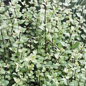 PITTOSPORUM OLIVER TWIST