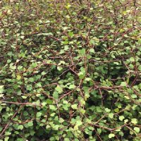 MUEHLENBECKIA ASTONII