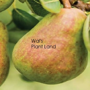 PEAR WILLIAM BON CHRETIEN (DWARF)