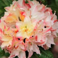 AZALEA CANNON'S DOUBLE - DECIDUOUS