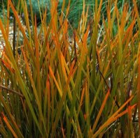 LIBERTIA PEREGRINANS