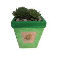 POTTED SUCCULENT VARIETIES
