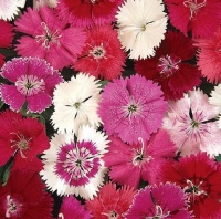 DIANTHUS IDEAL MIXED