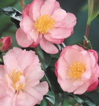 CAMELLIA BABY JANE