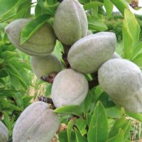 ALMOND MONOVALE