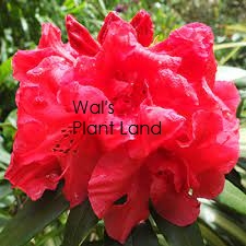 RHODODENDRON BURNABY CENTENNIAL