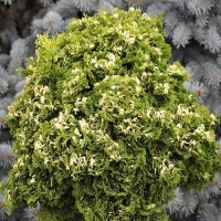 CHAMAECYPARIS OBTUSA TONIA
