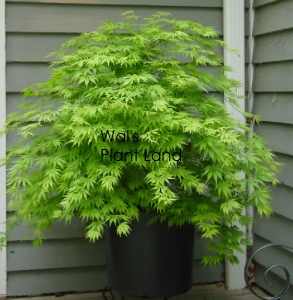 ACER OMUREYAMA