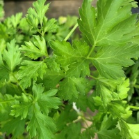 HERB - PARSLEY ITALIAN