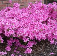 AZALEA PURPLE SPLENDOUR