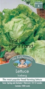 LETTUCE ICEBERG SEED PACKET