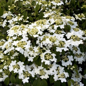 VIBURNUM PLICATUM SUMMER SNOWFLAKE