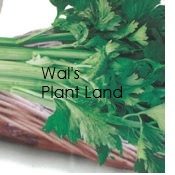 CELERY CRISP 'N' TENDER