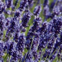 Lavenders