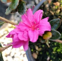 AZALEA EXTRANTE
