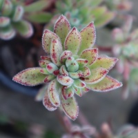 ECHEVERIA PULVINATA