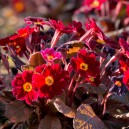 Irish Primrose Innisfree